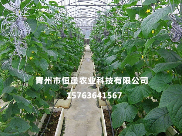 无土栽培